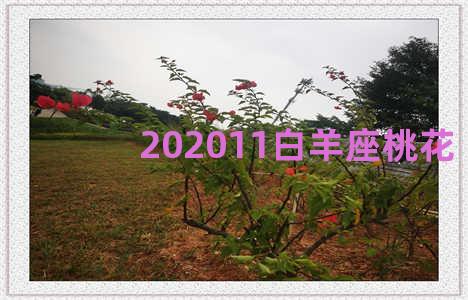 202011白羊座桃花