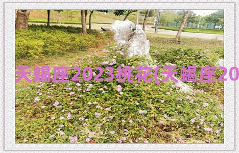 天蝎座2023桃花(天蝎座2023桃花类型)